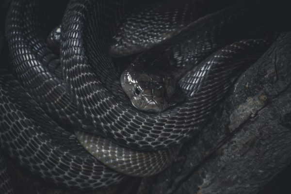 Enhance your Kodi experience with Python scripts.