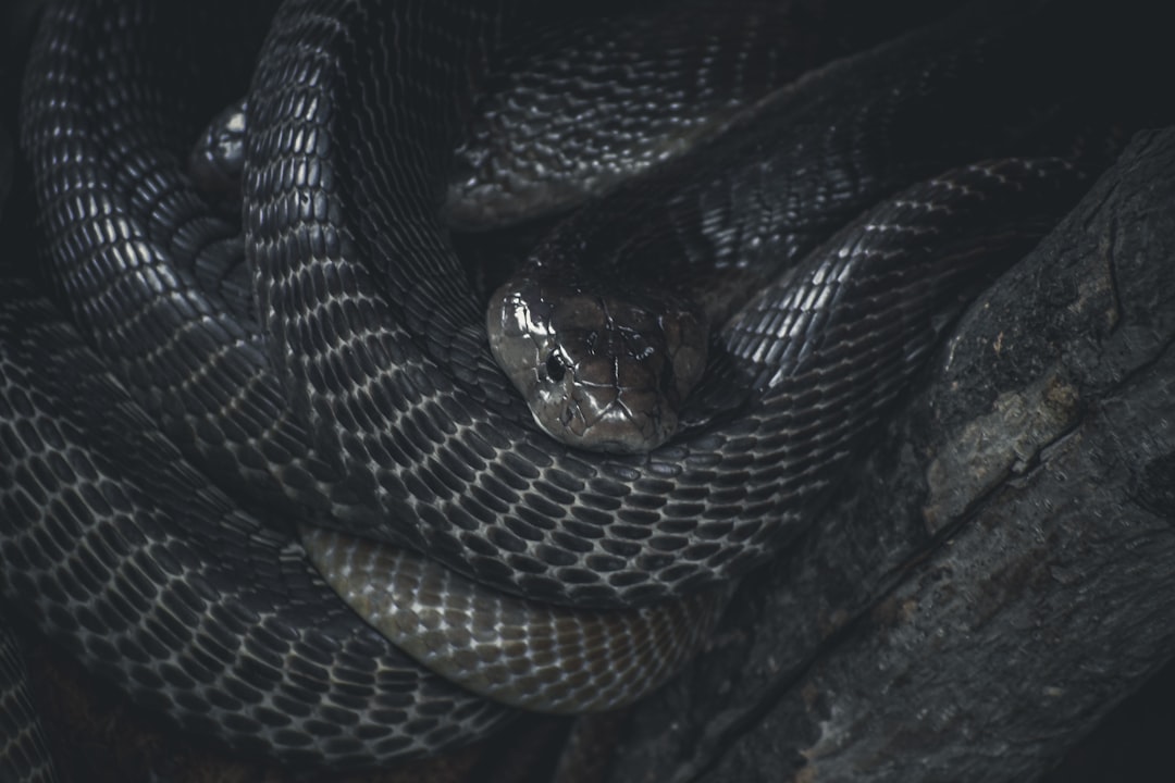 Enhance your Kodi experience with Python scripts.